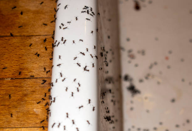 Best Exterminator Services  in Oberlin, LA